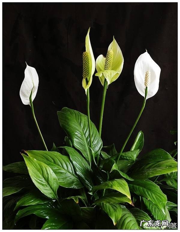 卧室朝阳的窗台放一盆什么花比较好?