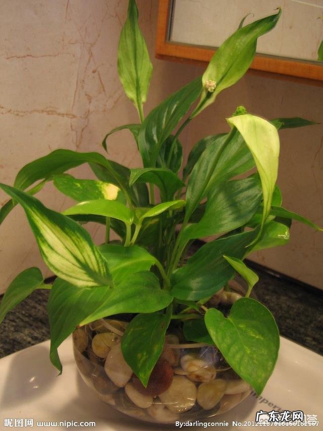 卧室朝阳的窗台放一盆什么花比较好?