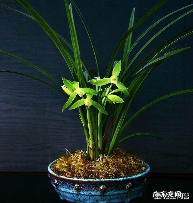 卧室朝阳的窗台放一盆什么花比较好?