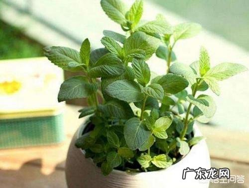 卧室朝阳的窗台放一盆什么花比较好?