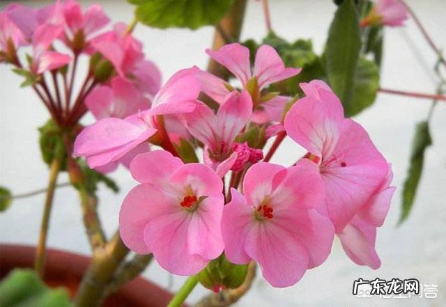 卧室朝阳的窗台放一盆什么花比较好?