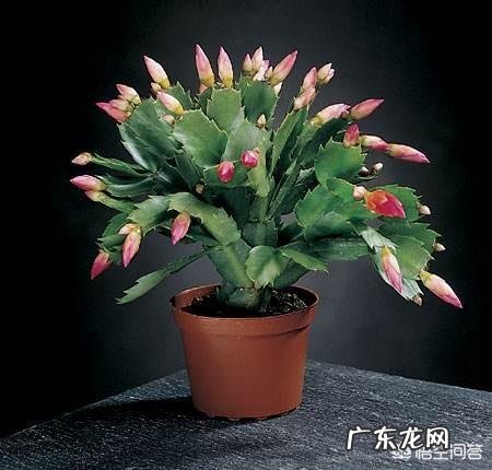 卧室朝阳的窗台放一盆什么花比较好?