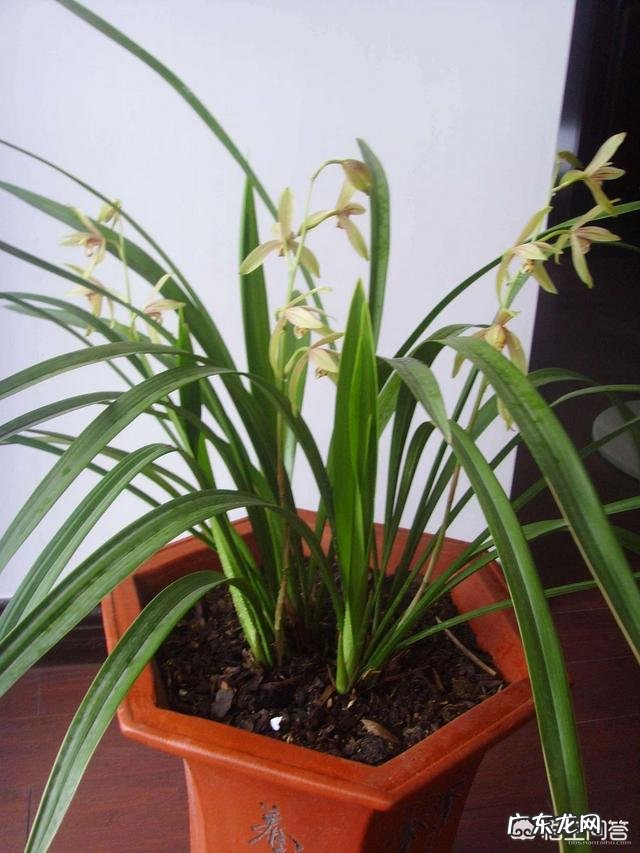 卧室朝阳的窗台放一盆什么花比较好?