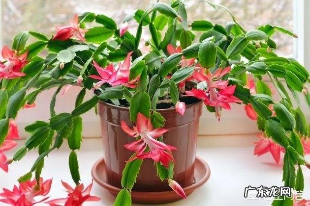 卧室朝阳的窗台放一盆什么花比较好?