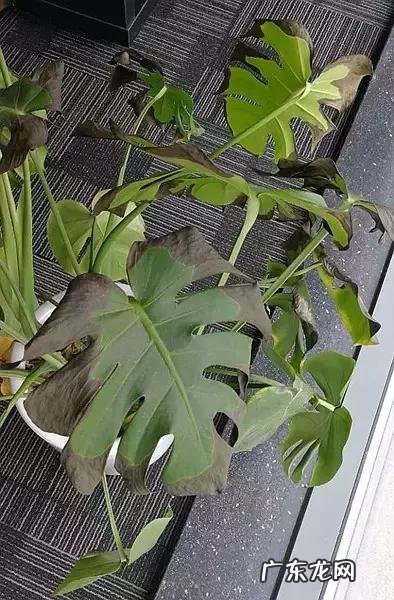 什么绿植最吸甲醛?