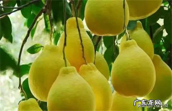 沙田柚种植新技术有哪些?