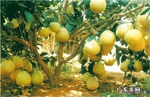 沙田柚种植新技术有哪些?