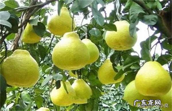 沙田柚种植新技术有哪些?