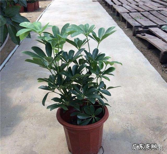 鸭掌木的叶子可以生根吗?怎么养?