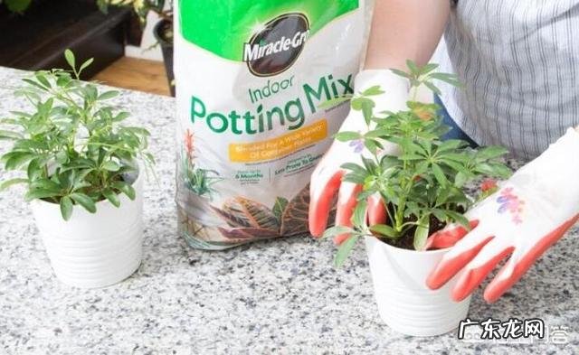 鸭掌木的叶子可以生根吗?怎么养?