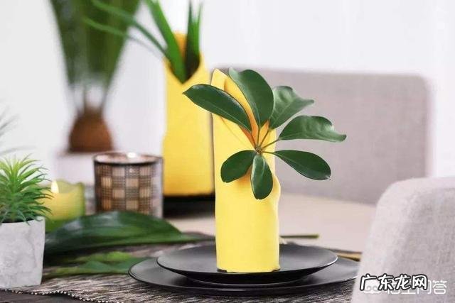 鸭掌木的叶子可以生根吗?怎么养?