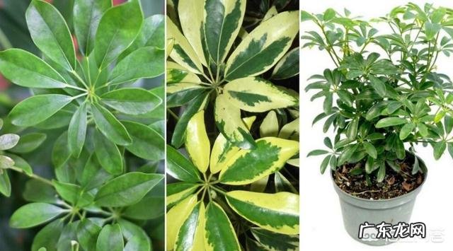 鸭掌木的叶子可以生根吗?怎么养?