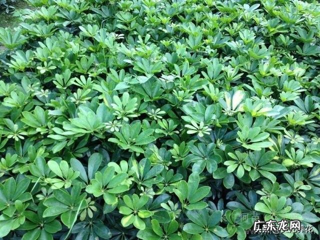 鸭掌木的叶子可以生根吗?怎么养?