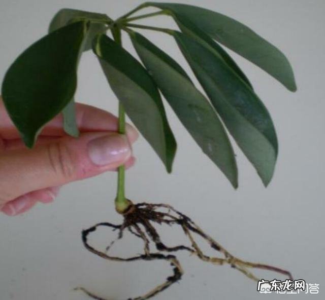 鸭掌木的叶子可以生根吗?怎么养?