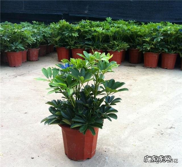 鸭掌木的叶子可以生根吗?怎么养?