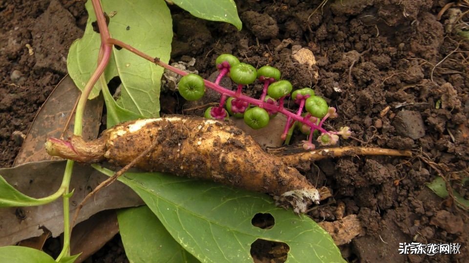 没多高的植物上结满了果子,熟了的捏烂后像红色染料一样,有谁知道这是什么?