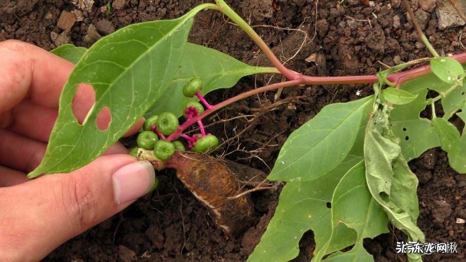 没多高的植物上结满了果子,熟了的捏烂后像红色染料一样,有谁知道这是什么?