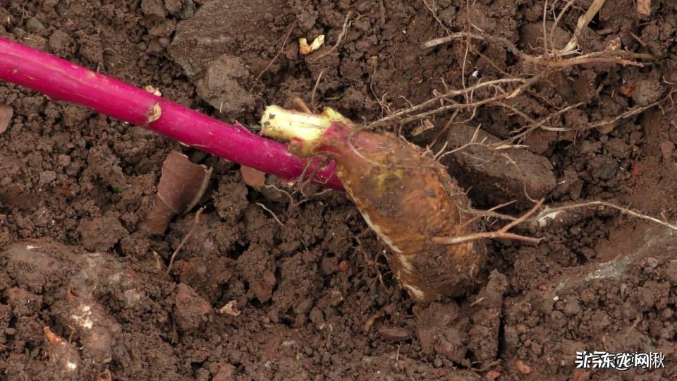 没多高的植物上结满了果子,熟了的捏烂后像红色染料一样,有谁知道这是什么?