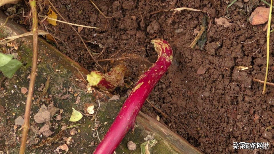 没多高的植物上结满了果子,熟了的捏烂后像红色染料一样,有谁知道这是什么?