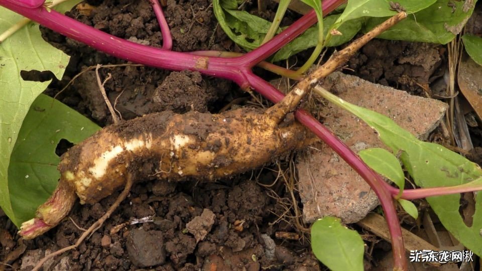 没多高的植物上结满了果子,熟了的捏烂后像红色染料一样,有谁知道这是什么?