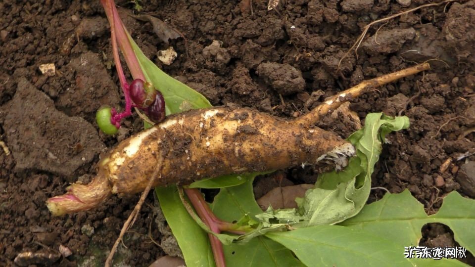 没多高的植物上结满了果子,熟了的捏烂后像红色染料一样,有谁知道这是什么?