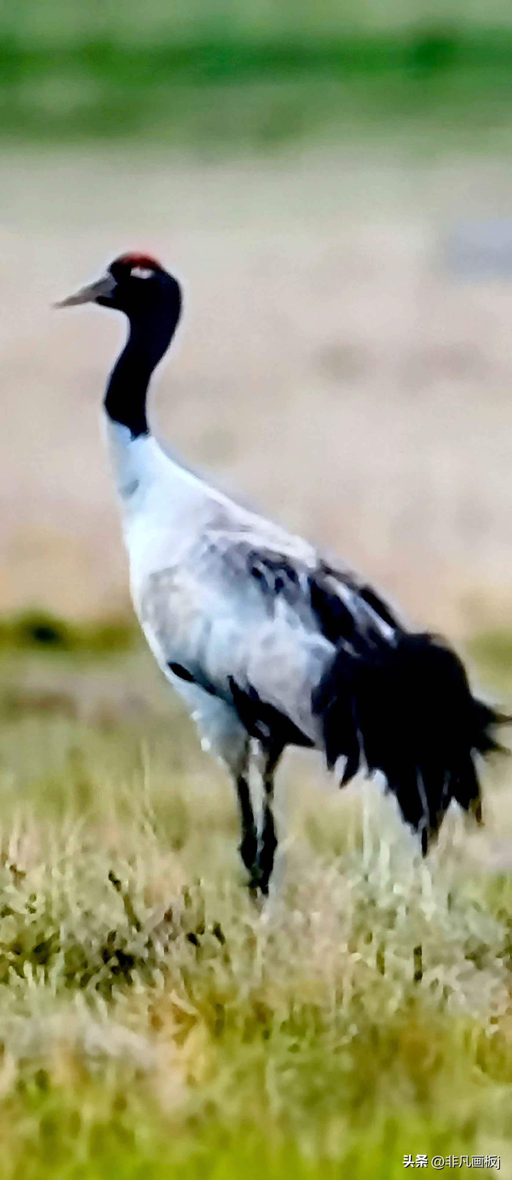 你见过哪些带有精彩瞬间的照片?