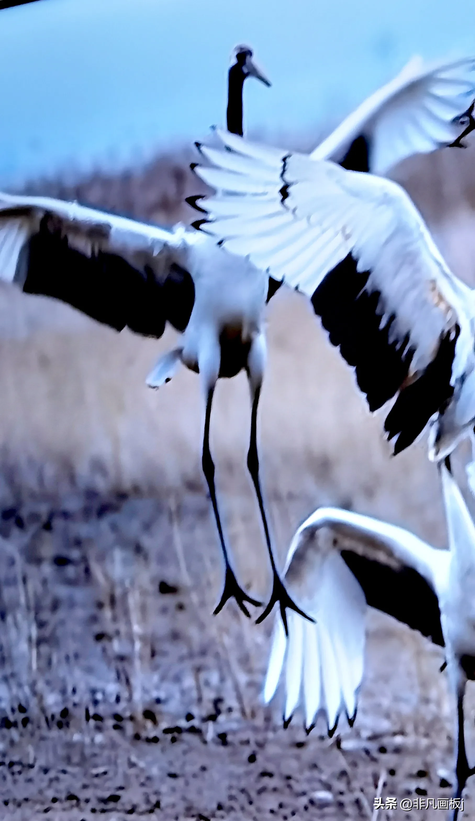 你见过哪些带有精彩瞬间的照片?