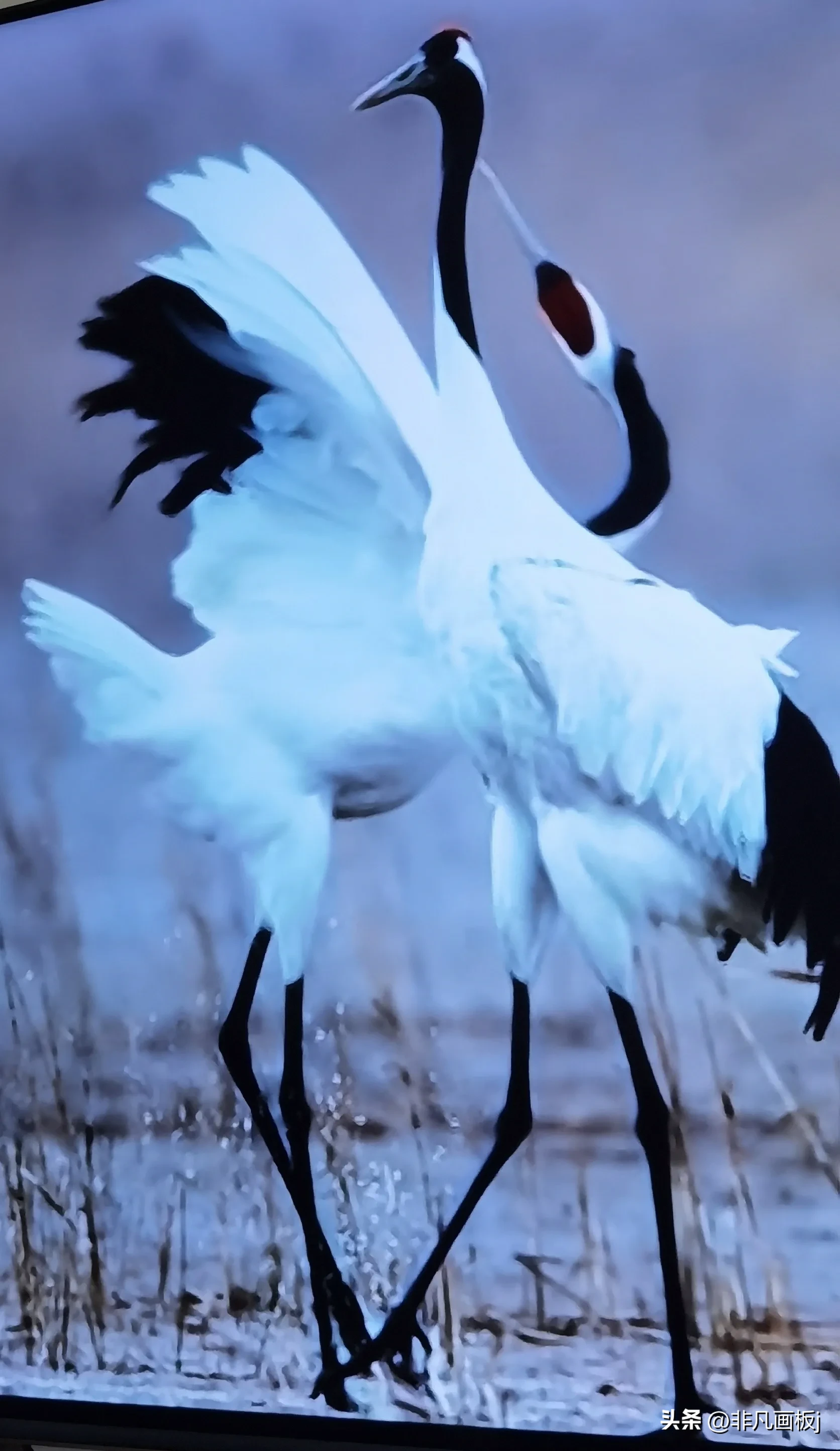 你见过哪些带有精彩瞬间的照片?