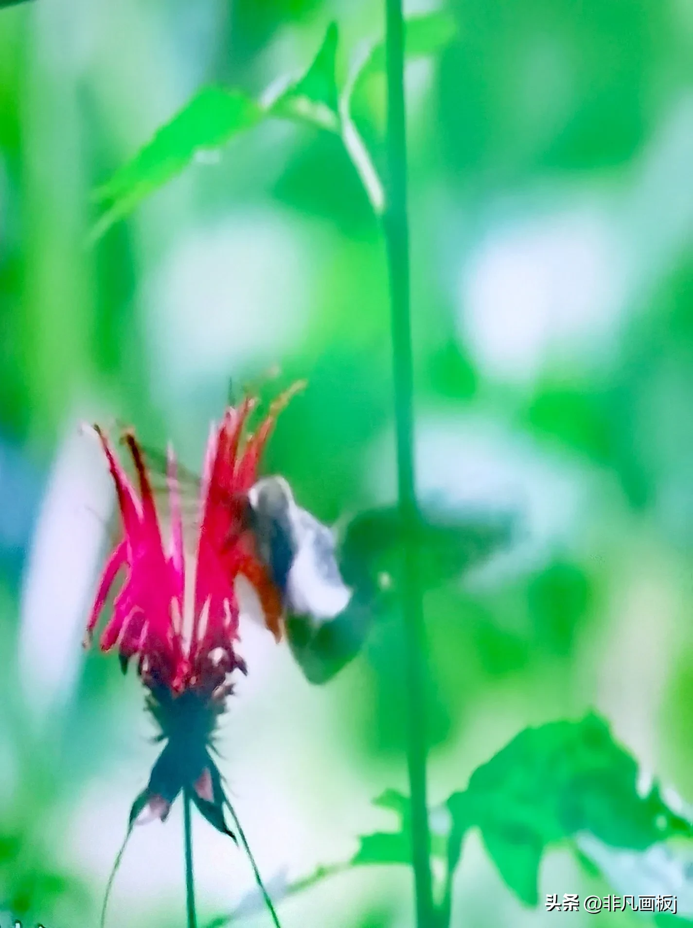 你见过哪些带有精彩瞬间的照片?