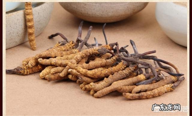 听说虫草这种药材功效很多,对人的身体也不错,是真的吗?