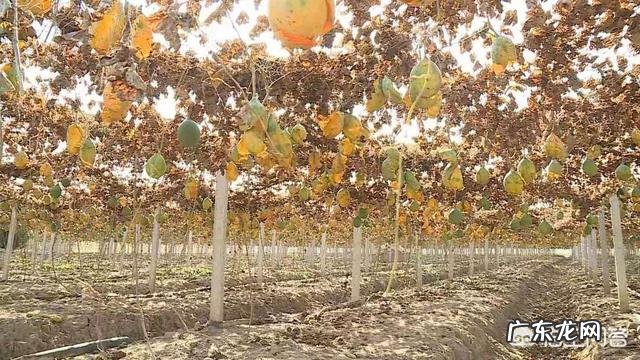 野生瓜蒌和种植的瓜蒌功效一样吗?