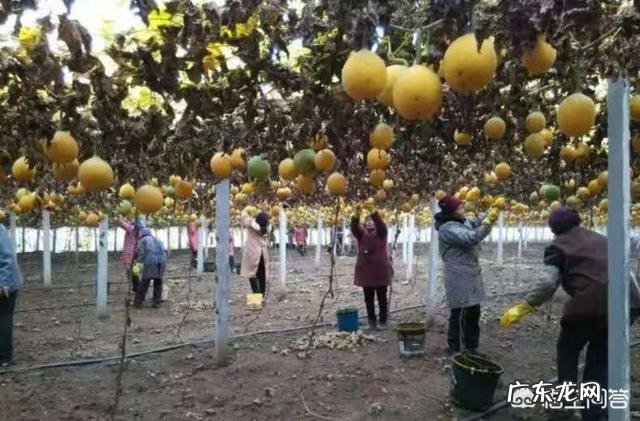 野生瓜蒌和种植的瓜蒌功效一样吗?