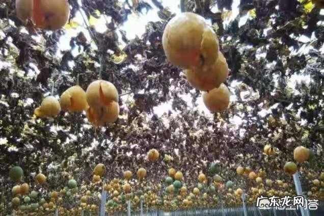 野生瓜蒌和种植的瓜蒌功效一样吗?