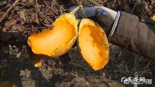 野生瓜蒌和种植的瓜蒌功效一样吗?