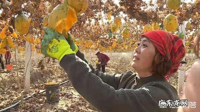 野生瓜蒌和种植的瓜蒌功效一样吗?