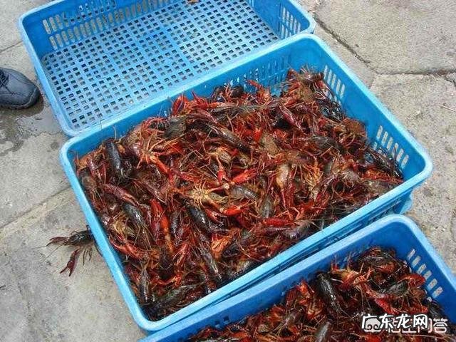 什么原因会导致小龙虾价格下降?