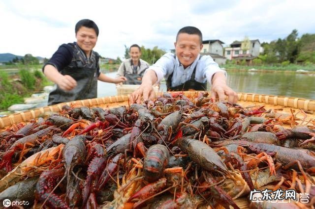 什么原因会导致小龙虾价格下降?