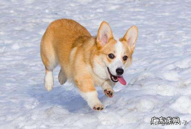 有什么小型犬好养而且不掉毛毛多胖嘟嘟的?