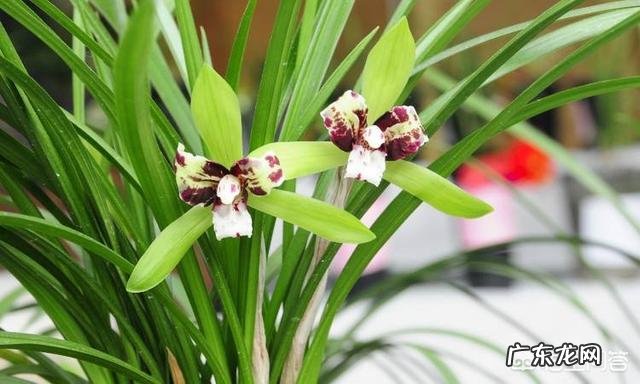 兰花在不同的季节怎样浇水?