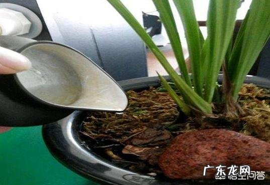 兰花在不同的季节怎样浇水?