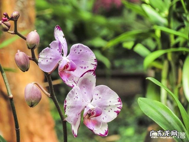 兰花在不同的季节怎样浇水?