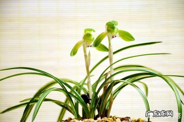 兰花在不同的季节怎样浇水?