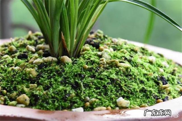 兰花在不同的季节怎样浇水?