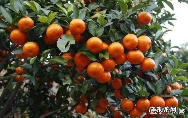 种植的砂糖橘和贡桔有什么区别？都有哪些不同之处？