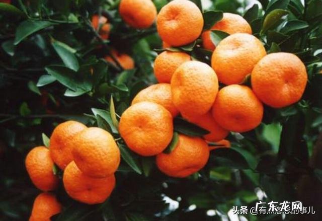 种植的砂糖橘和贡桔有什么区别?都有哪些不同之处?