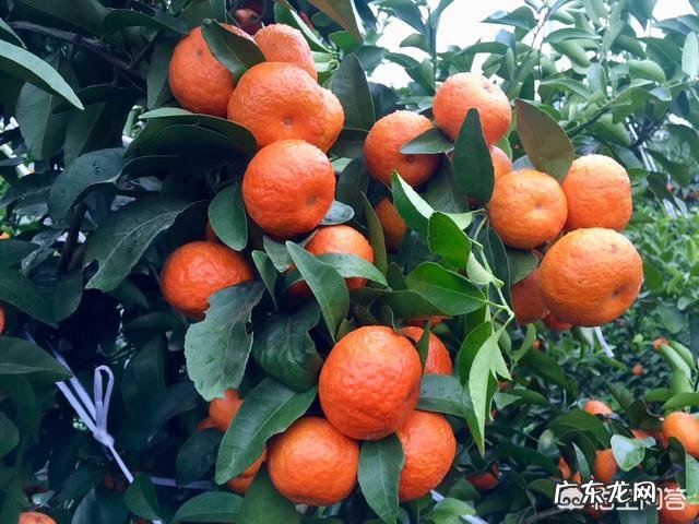 种植的砂糖橘和贡桔有什么区别?都有哪些不同之处?