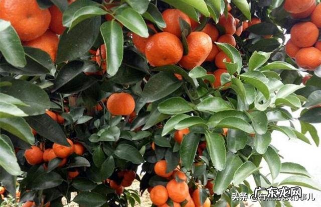 种植的砂糖橘和贡桔有什么区别?都有哪些不同之处?