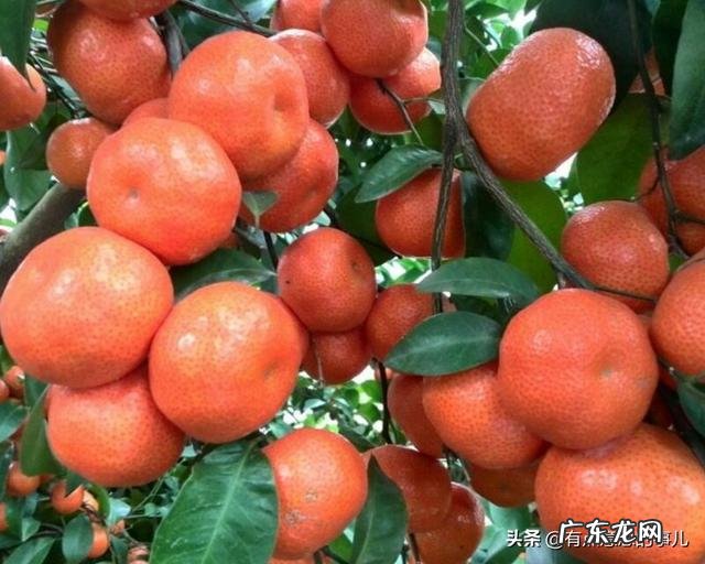 种植的砂糖橘和贡桔有什么区别?都有哪些不同之处?