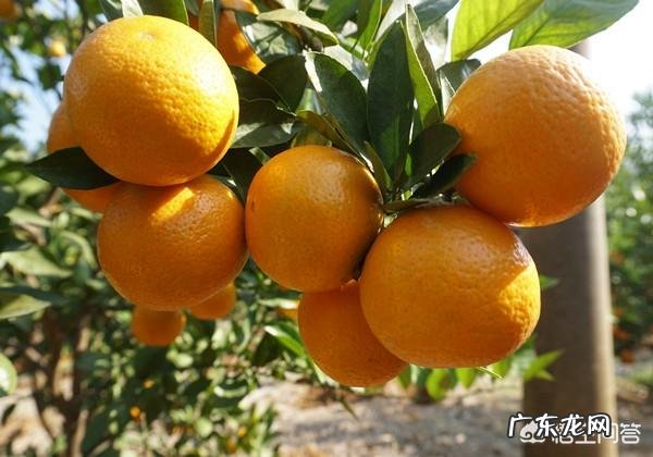 种植的砂糖橘和贡桔有什么区别?都有哪些不同之处?