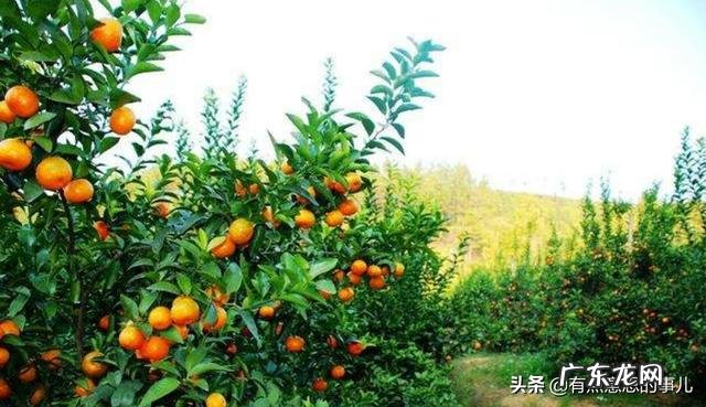 种植的砂糖橘和贡桔有什么区别?都有哪些不同之处?